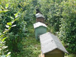 Jan Koper - Wilkołaz Drugi